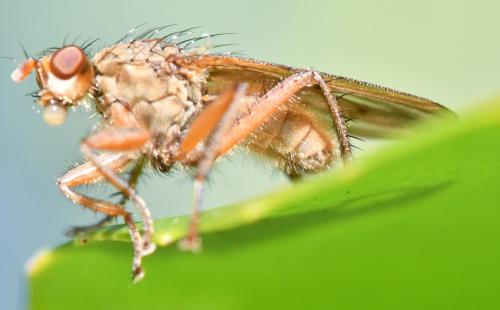 Scathophaga furcata
